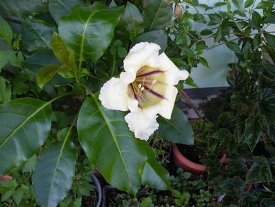 solandra maxima