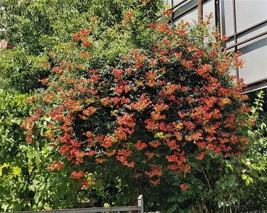 Campsis radicans- o minge de uriașă
