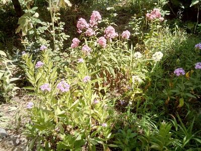 Phlox 2019