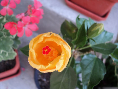 3 iul.2019 , prima floare