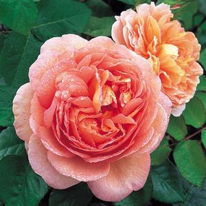 abraham_darby_1