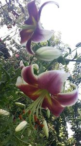 received_481080035987076