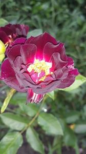 Gardenspasreceived_2297952490532997