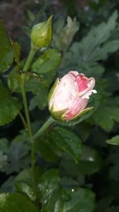 received_408260793112386