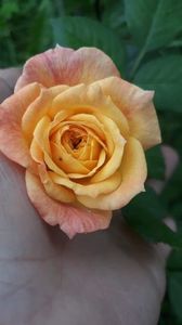 received_387634915191867
