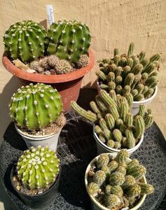 Echinopsis oxigona 22, 12 , 6lei  Chamaecereus silvestrii 20, 12, 8lei