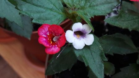 Petite Marquise & Misera