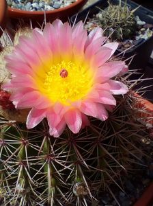 ; Notocactus herteri ssp. roseoluteus
