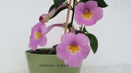 ADORABLIA
