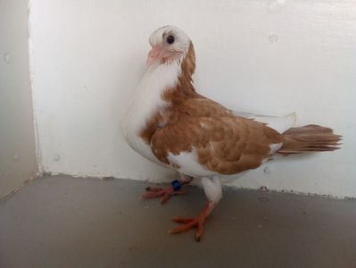 pierdut