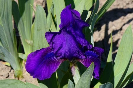 P1310741_31.03.2019 primul iris pitic