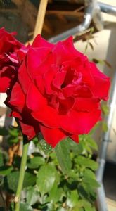 received_518486188889635