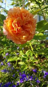 received_452873505266602