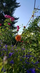 received_2346904608733265