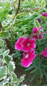 received_2501505903275549