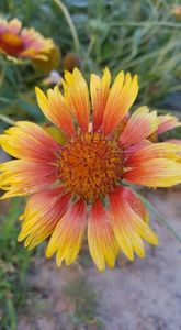 received_377942272862444