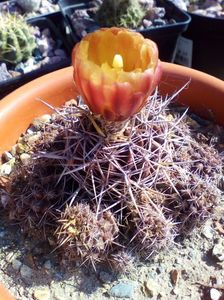 ; Horridocactus minor
