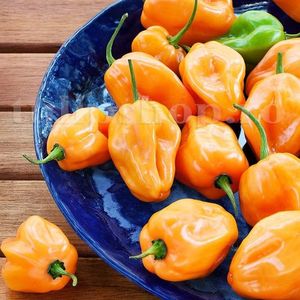 Seminte ardei iute Habanero Orange 50buc.; Pret: 4 lei/plic.
Pachetul contine 50 de seminte sigilate intr-un pachet cu atmosfera protectoare, ferite de umiditate si lumina solara.
