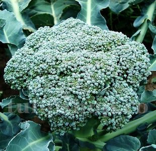 Seminte brocoli Waltham 200buc.; Pret: 4 lei/plic.
Pachetul contine 200 de seminte sigilate intr-un pachet cu atmosfera protectoare, ferite de umiditate si lumina solara.
