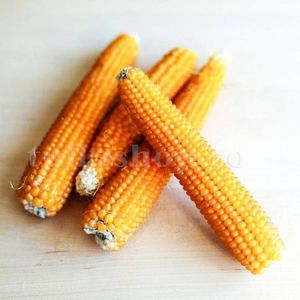 Seminte porumb floricele Dobosz F1 100buc.; Pret: 4 lei/plic.
Pachetul contine 100 de seminte sigilate intr-un pachet cu atmosfera protectoare, ferite de umiditate si lumina solara.
