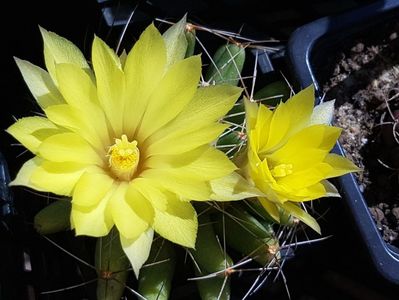 Mammillaria longimamma