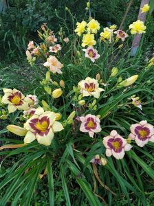 Hemerocallis