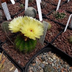Notocactus  ottonis