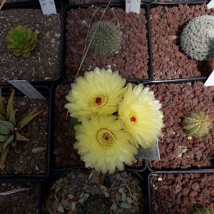 Notocactus ottonis
