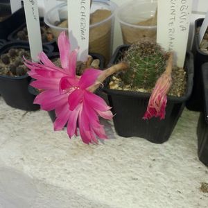 Lobivia winteriana