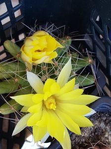 Mammillaria longimamma