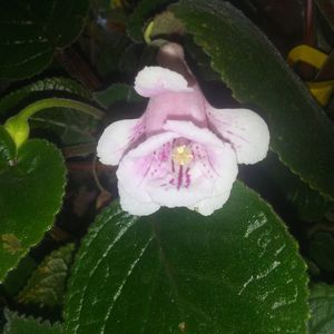 Sinningia MG's Little Fairy