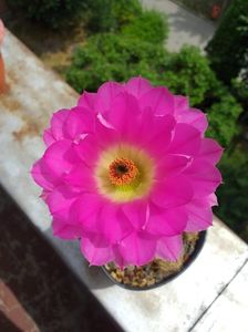 Echinocereus rigidisimus v. Rubrispinus
