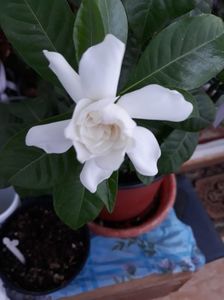 Foarte de gardenia