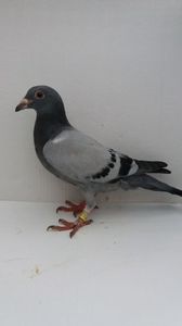 vandut
