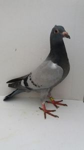 vandut