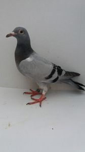vandut