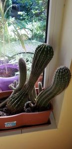 thumbnail (12); cactusi de vanzare - 30-50-40
