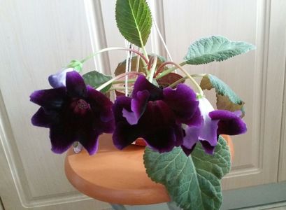 ; O nuanta mult mai inchisa decit in poze -spre albastru ;si foarte catifelata.
