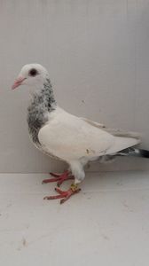 vandut