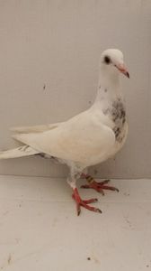 vandut