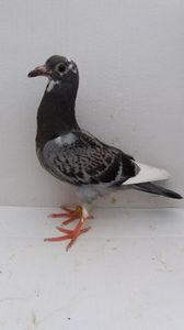 vandut