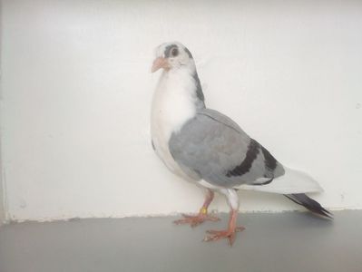 pierdut