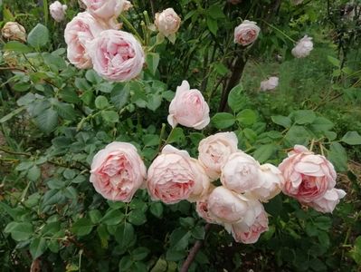 Abraham Darby