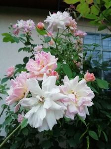 Phyllis Bide