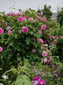 Gertrude Jekyll