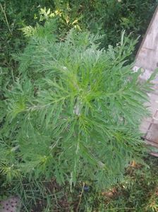 ambrozia descoperita in apropiere de care m-am debarasat
