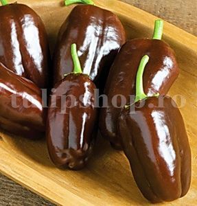 Seminte ardei gras Sweet Chocolate 100buc.; Pret: 4 lei/plic. Pachetul contine 100 de seminte sigilate intr-un pachet cu atmosfera protectoare, ferite de umiditate si lumina solara.
