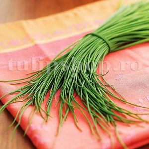 Seminte cepsoara Chives Fine Leaf 500buc.; Pret: 4 lei/plic. Pachetul contine 500 de seminte sigilate intr-un pachet cu atmosfera protectoare, ferite de umiditate si lumina solara.
