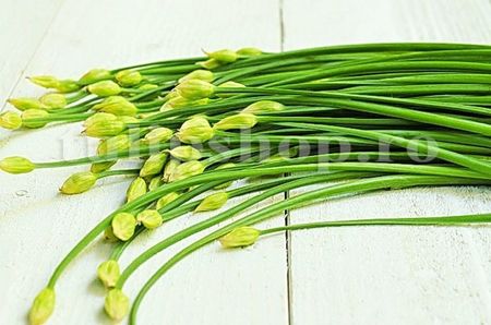 Seminte cepsoara Garlic Chives 500buc.; Pret: 4 lei/plic. Pachetul contine 500 de seminte sigilate intr-un pachet cu atmosfera protectoare, ferite de umiditate si lumina solara.
