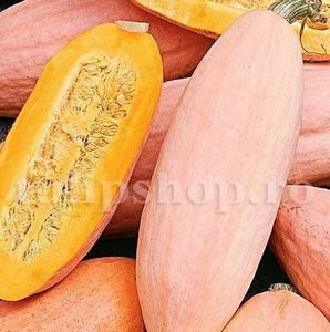 Seminte Dovleac Pink Banana Jumbo 20buc.; Pret: 4 lei/plic. Pachetul contine 20 de seminte sigilate intr-un pachet cu atmosfera protectoare, ferite de umiditate si lumina solara.
